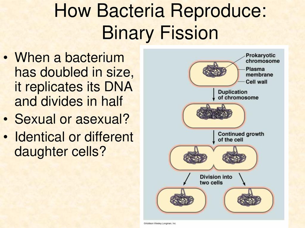 Bacteria Ppt Download