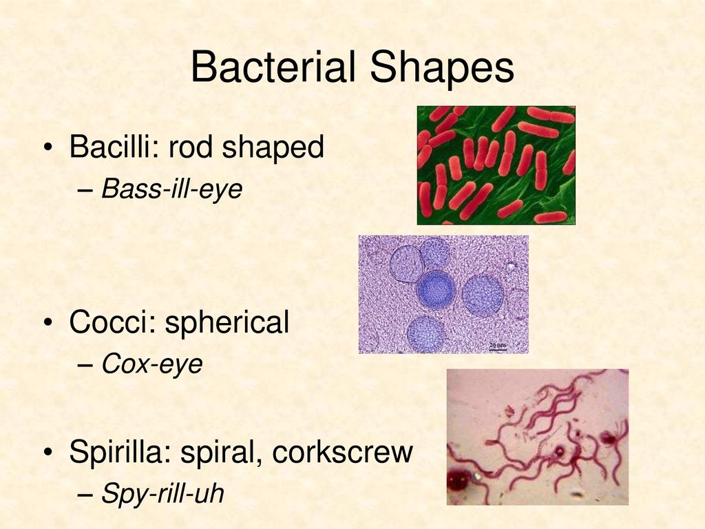 Bacteria. - ppt download