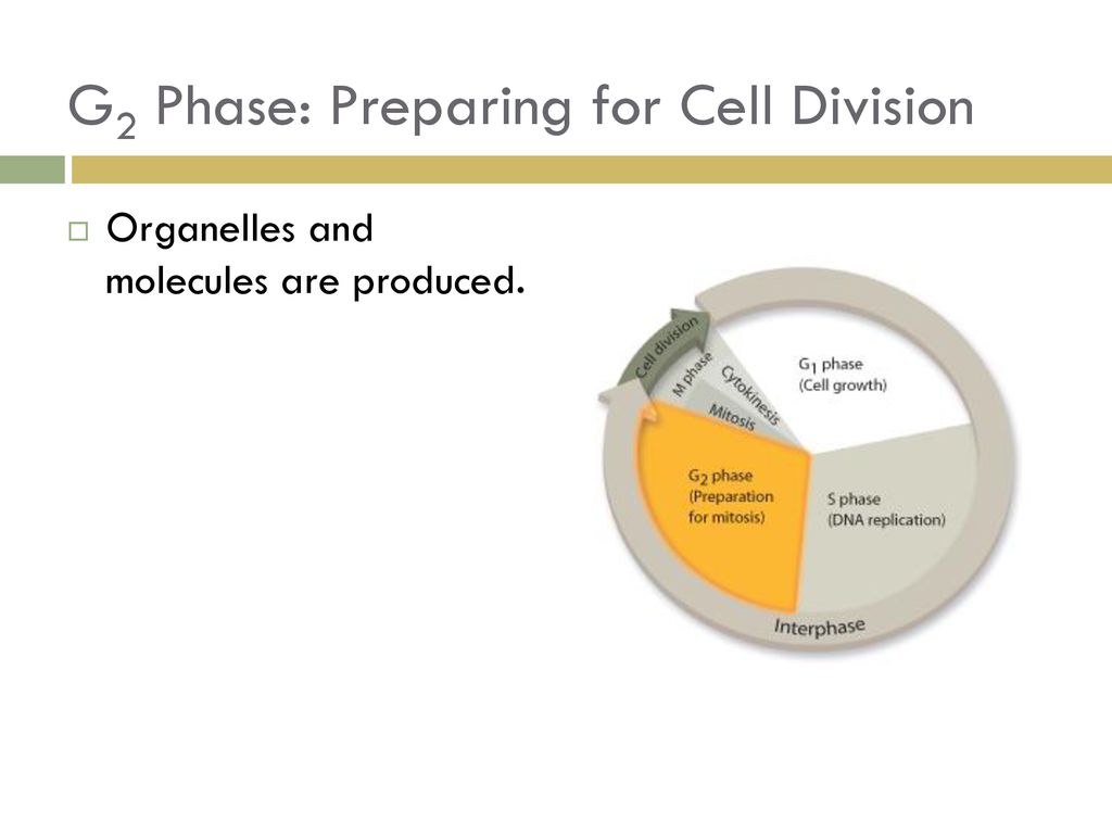 Ch 10 Cell Growth and Division Biology Diagrams