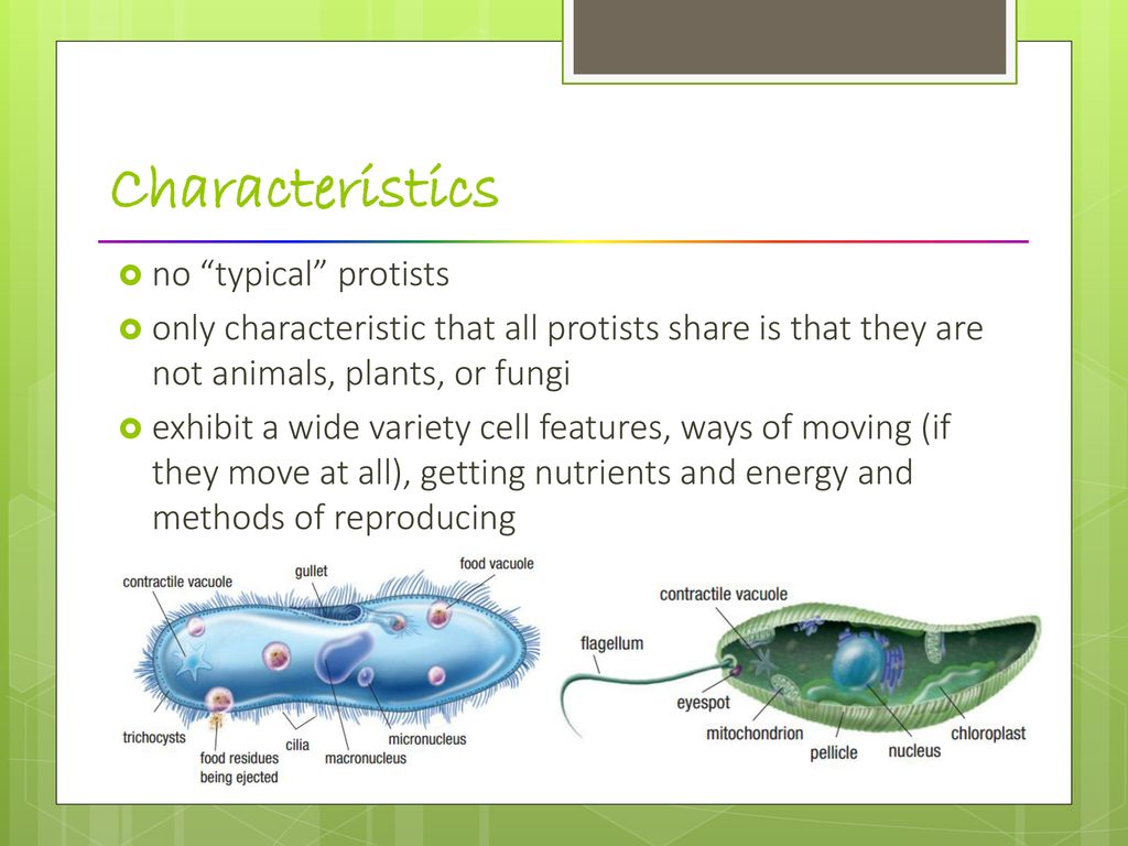 Protists protists are very diverse - ppt download