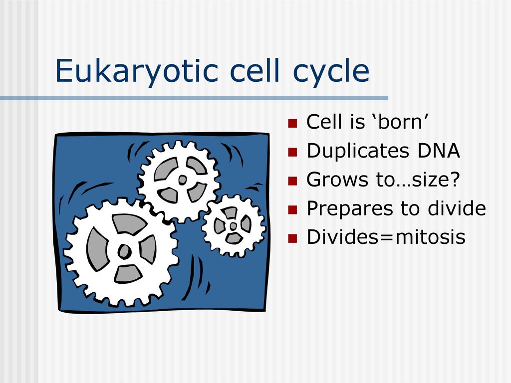 Eukaryotic cell cycle Cell is ‘born’ Duplicates DNA Grows to…size