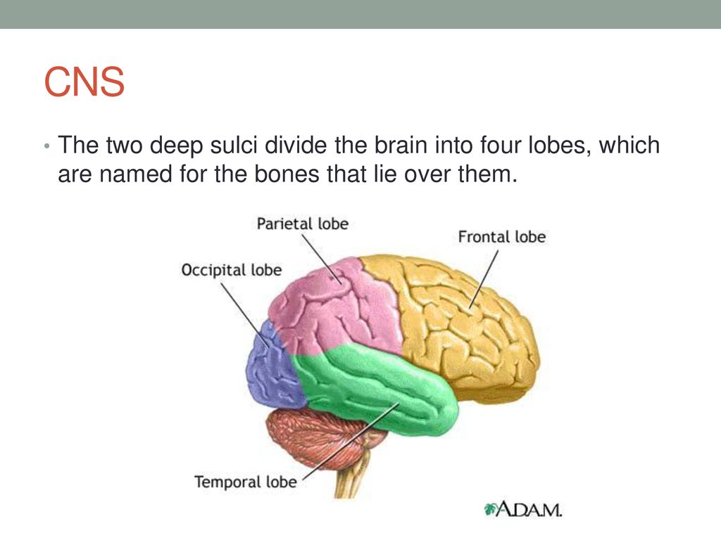 CNS The two deep sulci divide the brain into four lobes, which are named for the bones that lie over them.