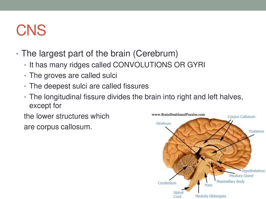 CNS The largest part of the brain (Cerebrum)