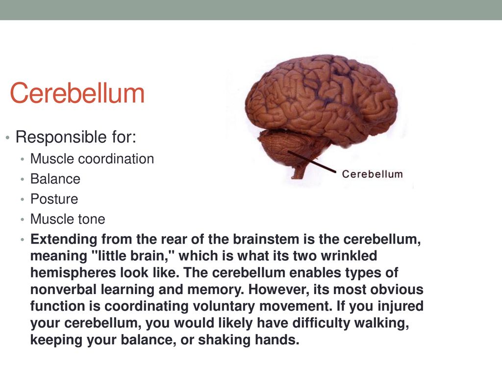 Cerebellum Responsible for: Muscle coordination Balance Posture