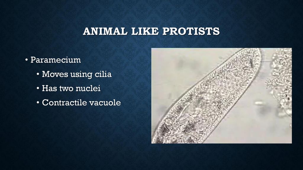 Animal Like Protists Amoeba Has 'pseudopods' – false feet - ppt download