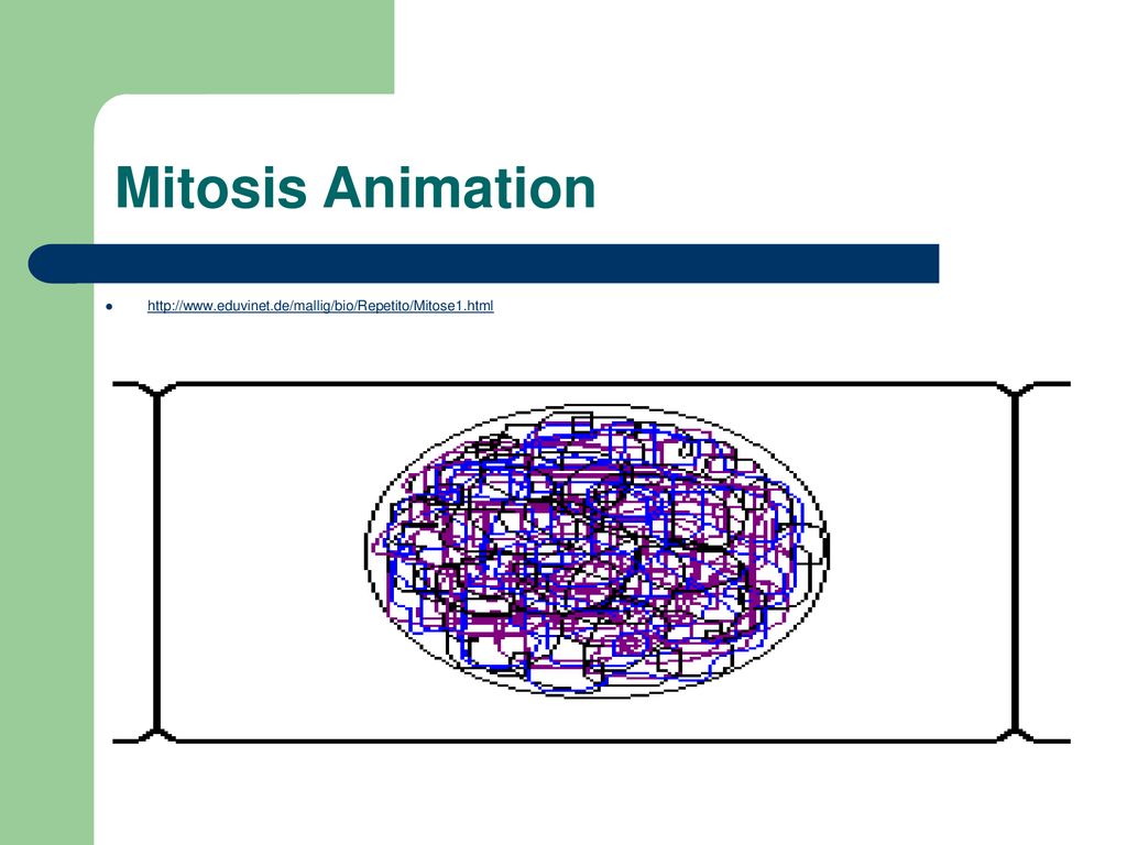 Cell Reproduction Mitosis Ppt Download