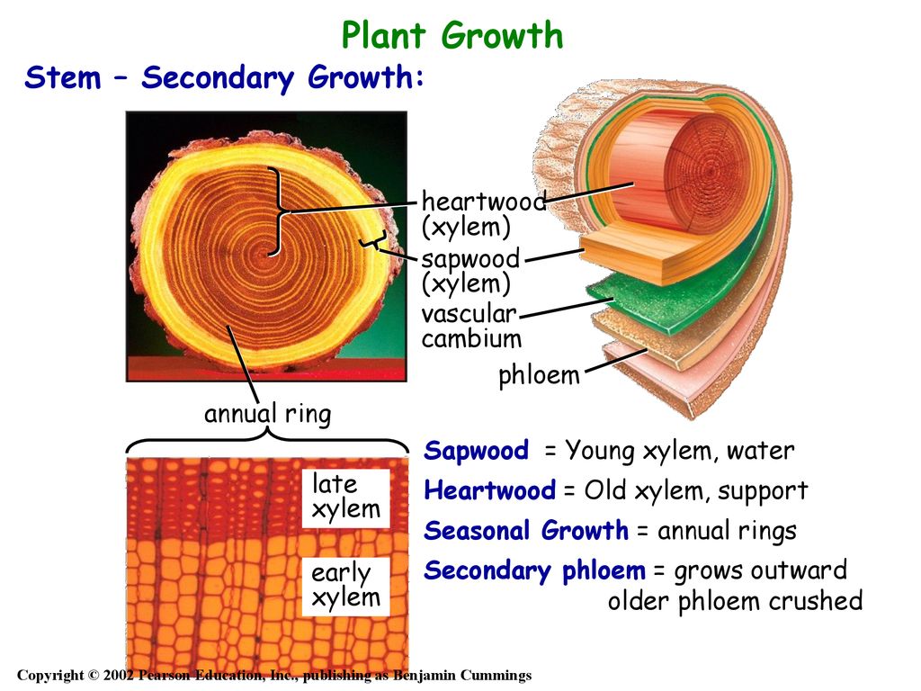 Samacheer Kalvi 11th Bio Botany Solutions Chapter 10 Secondary Growth –  Samacheer Kalvi