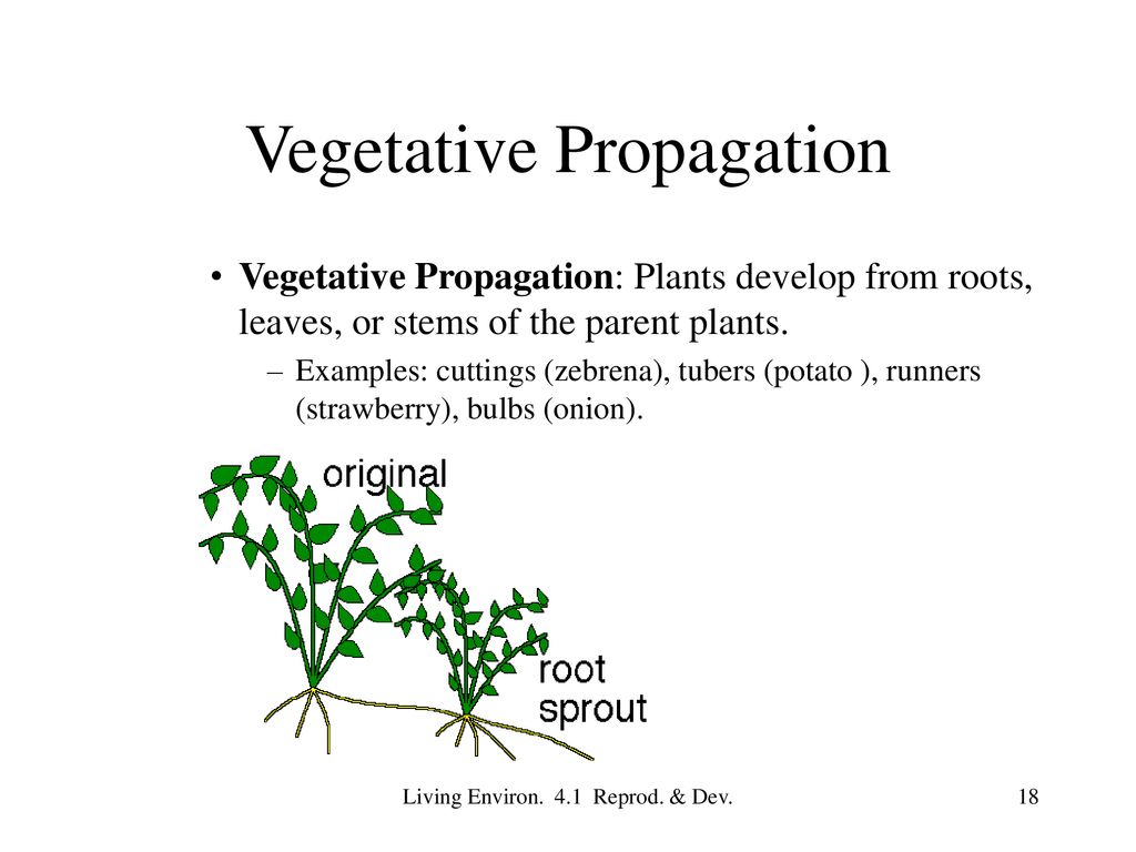 Reproduction Development Ppt Download