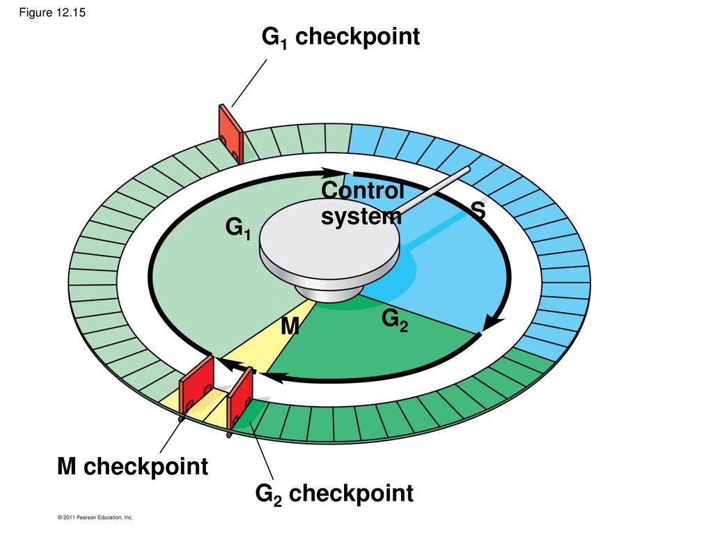 Chapter 12 The Cell Cycle. Biology Diagrams