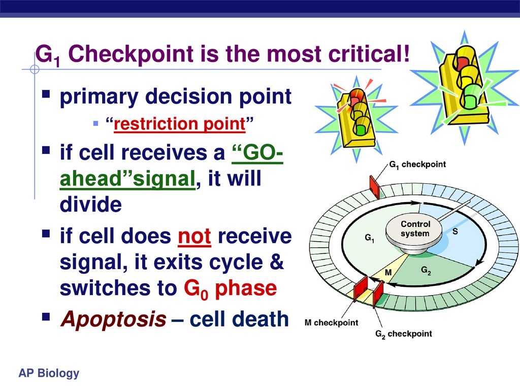 Regulation of Cell Division Biology Diagrams