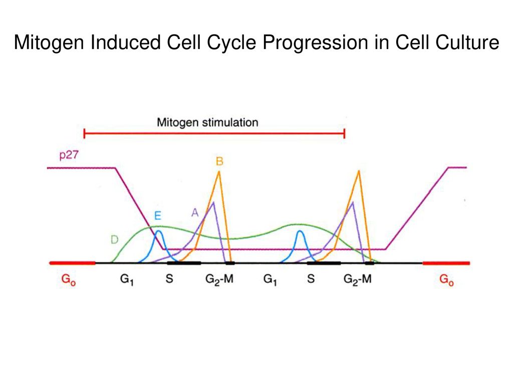 Is Unregulated Cell Division Sufficient Biology Diagrams