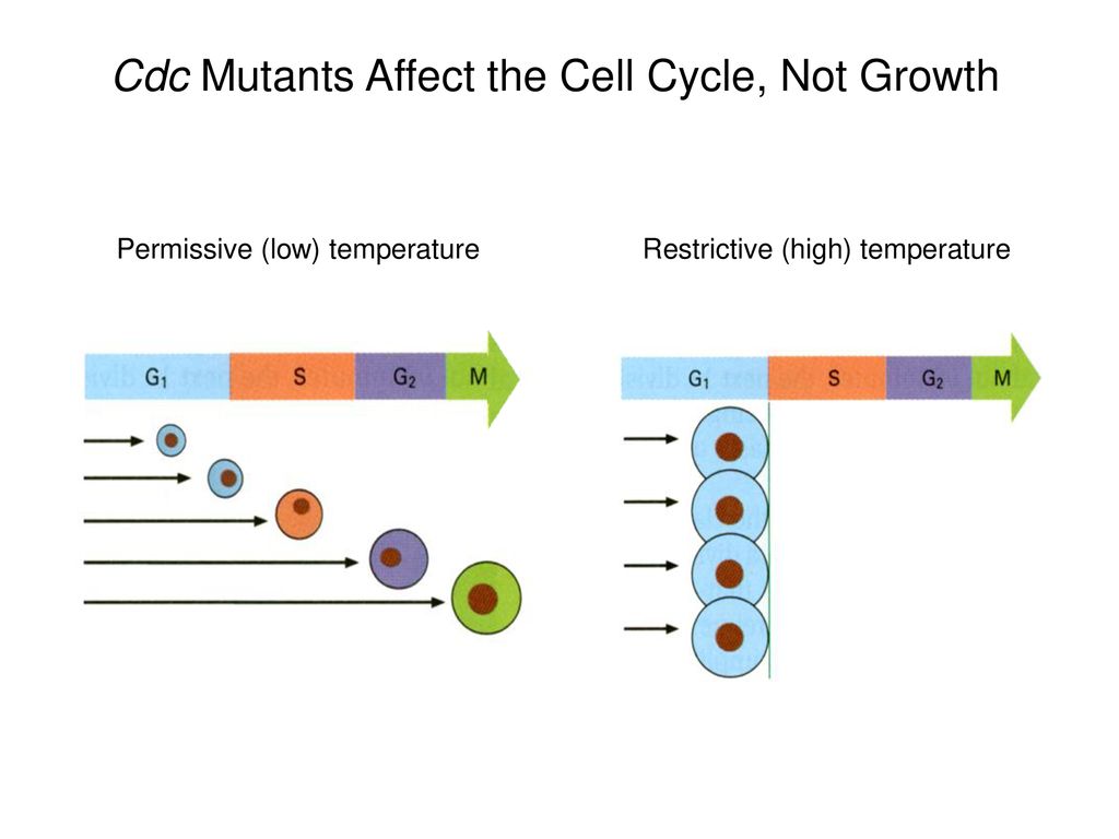 Is Unregulated Cell Division Sufficient Biology Diagrams