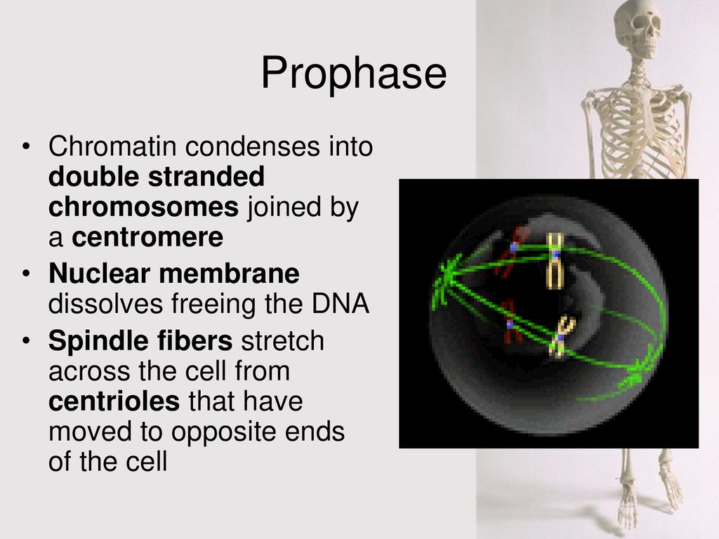 Mitosis and Cell Division Biology Diagrams