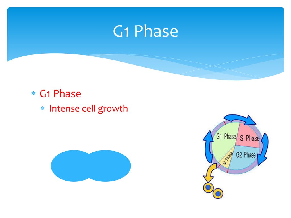 1/8 Daily Catalyst Pg. 64 Cell Cycle Biology Diagrams