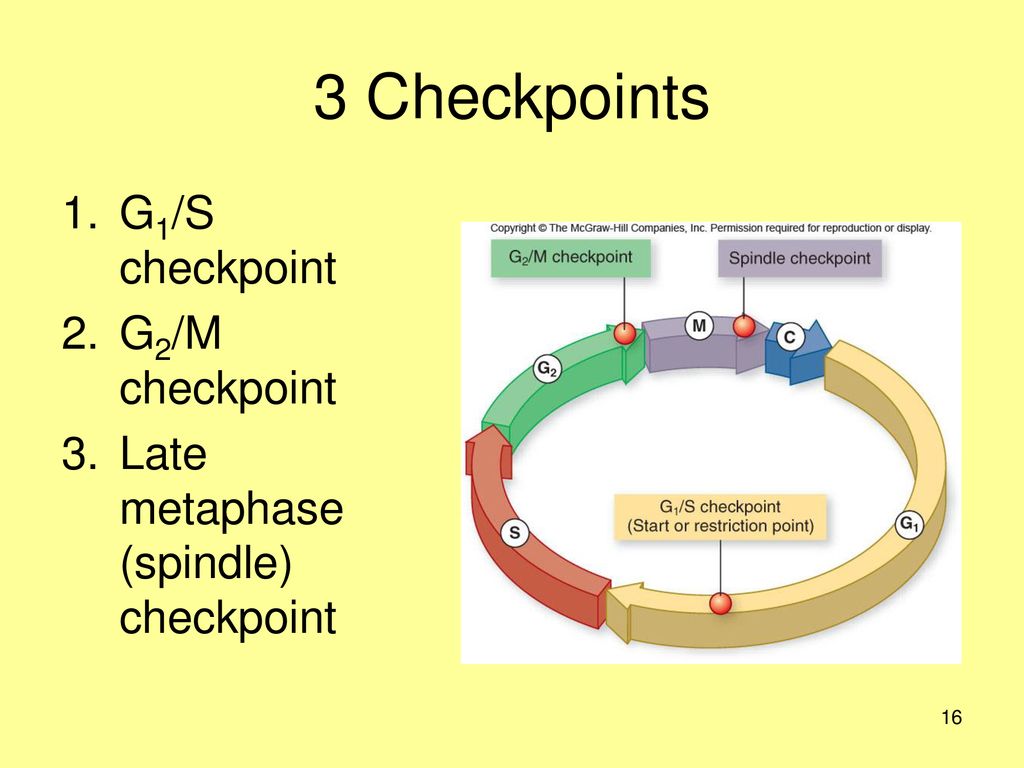 How Cells Divide Chapter ppt download Biology Diagrams