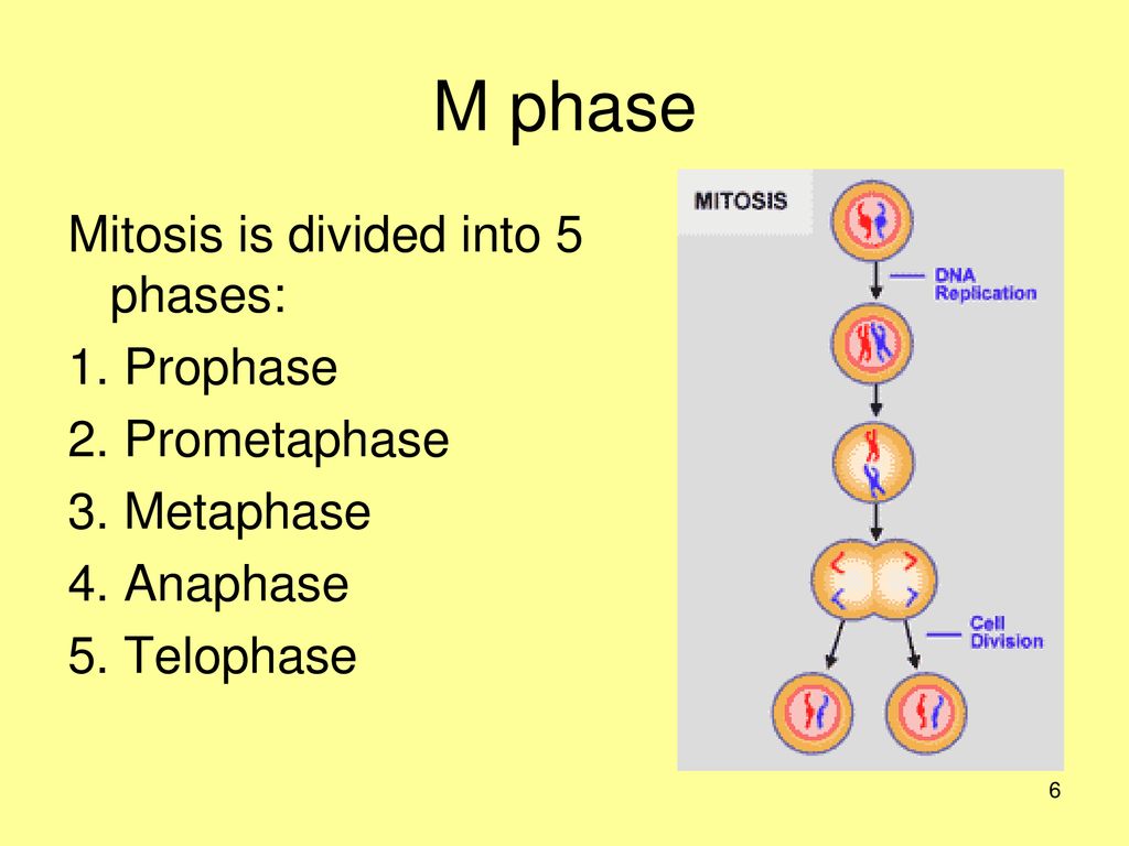 How Cells Divide Chapter ppt download Biology Diagrams