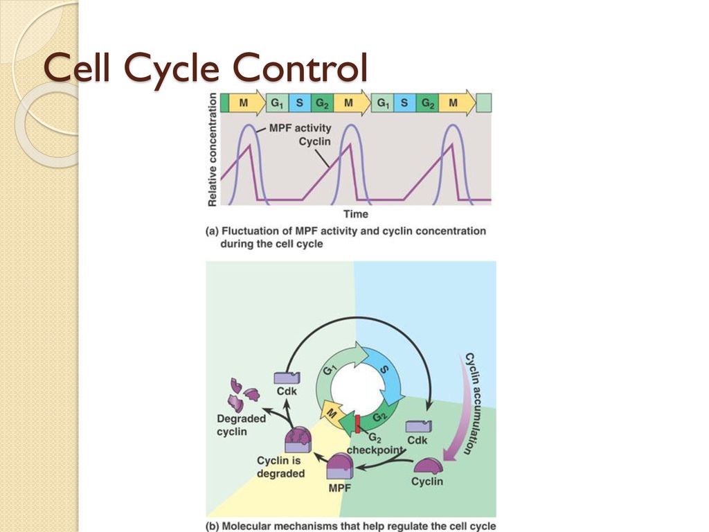 Chapter 12: The Cell Cycle Biology Diagrams