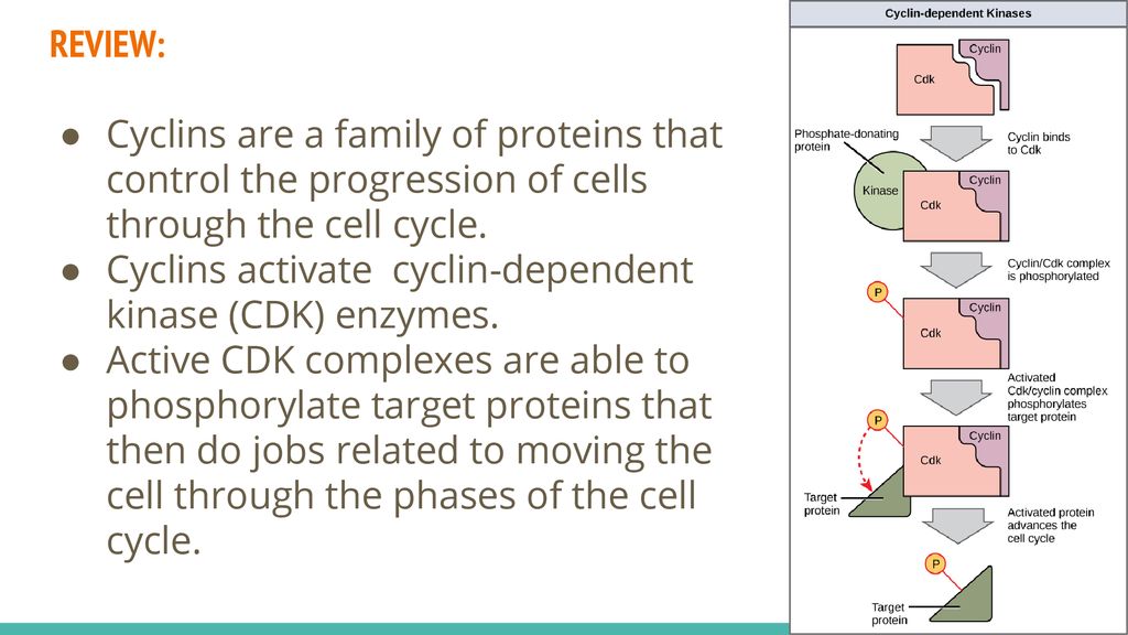 Controlling a Cellโs Progress through the Cell Cycle Biology Diagrams