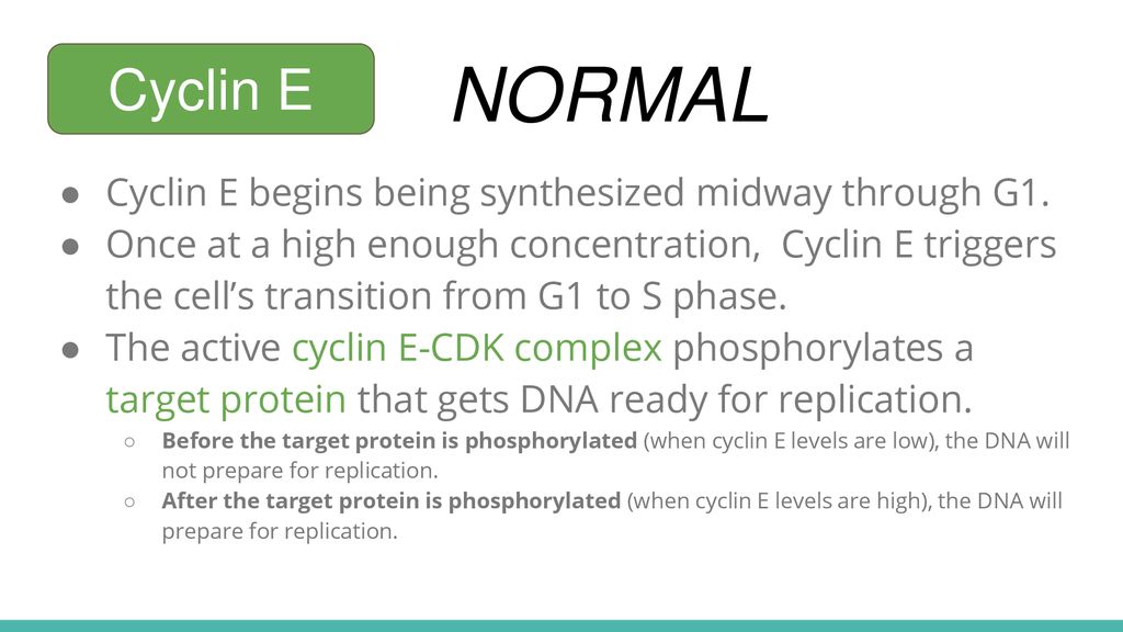 NORMAL Cyclin E Cyclin E begins being synthesized midway through G1.