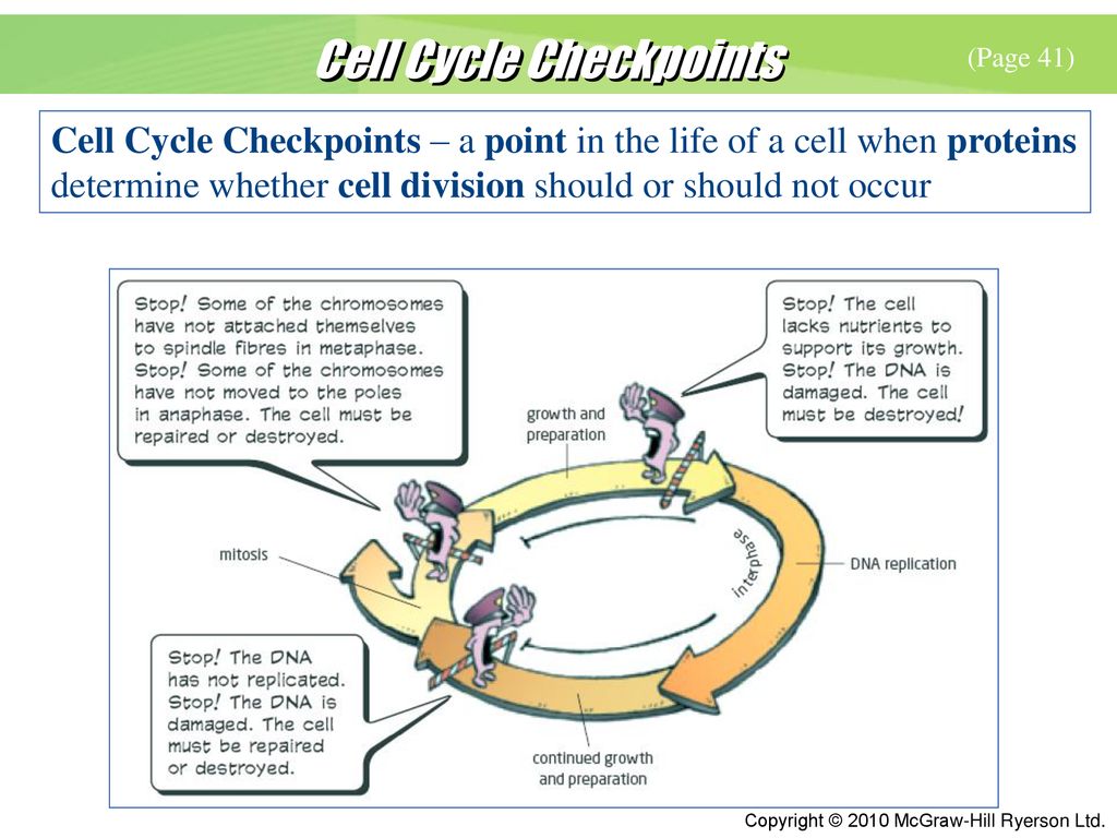 1.4 The Cell Cycle (Page 40) Cells within the human body have finite ... Biology Diagrams