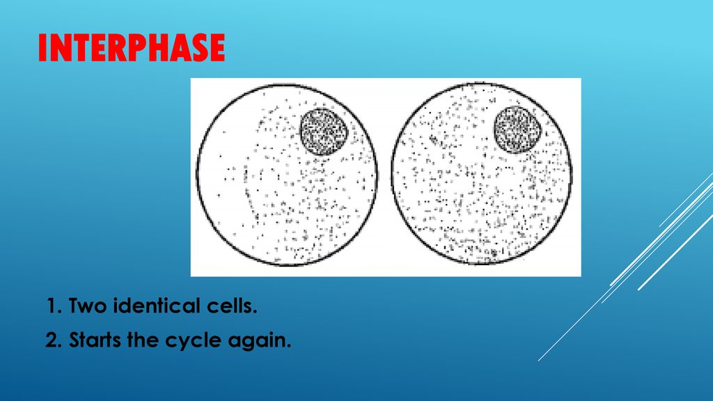 Interphase 1. Two identical cells. 2. Starts the cycle again.