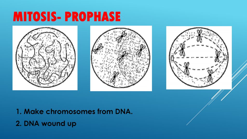Mitosis- Prophase 1. Make chromosomes from DNA. 2. DNA wound up