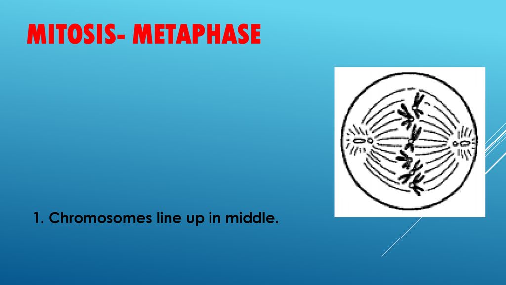 Mitosis- Metaphase 1. Chromosomes line up in middle.