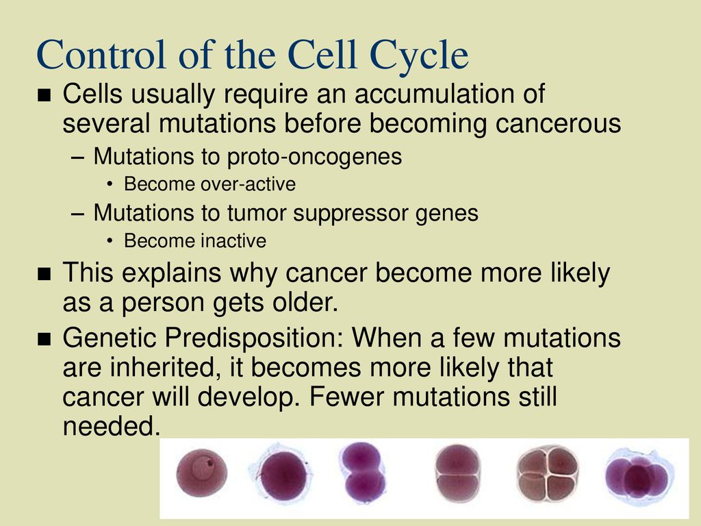MITOSIS: Making New Cells Making New DNA Biology Diagrams
