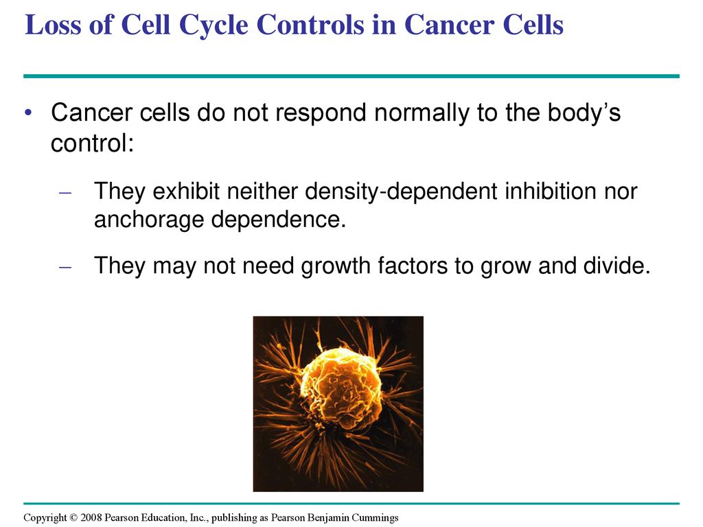 Chapter 12 The Cell Cycle Biology Diagrams
