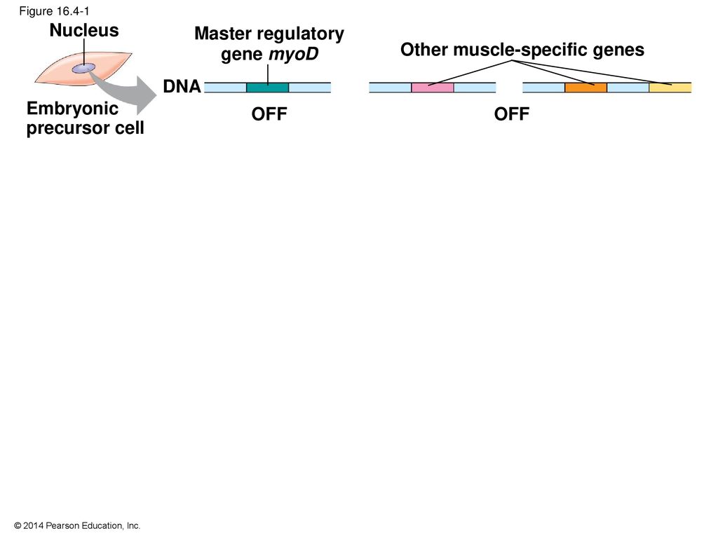 How Do Master Regulatory Genes Function In Cell Differentiation