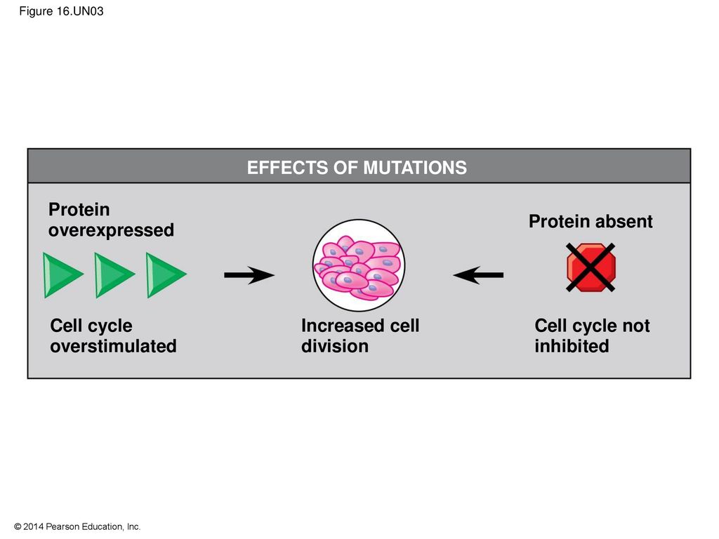 Development, Stem Cells, and Cancer Biology Diagrams