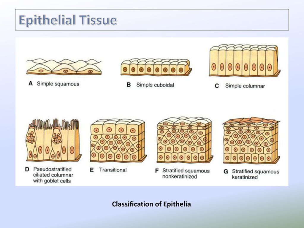 Topic 2: Epithelial Tissues - ppt download