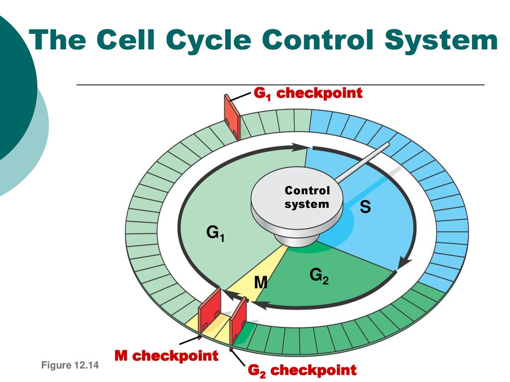 Cell Cycle Regulation and Cancer Biology Diagrams