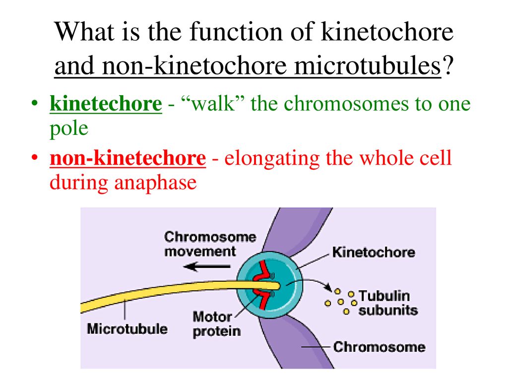 Cell Cycle Mitosis vs. Meiosis Biology Diagrams