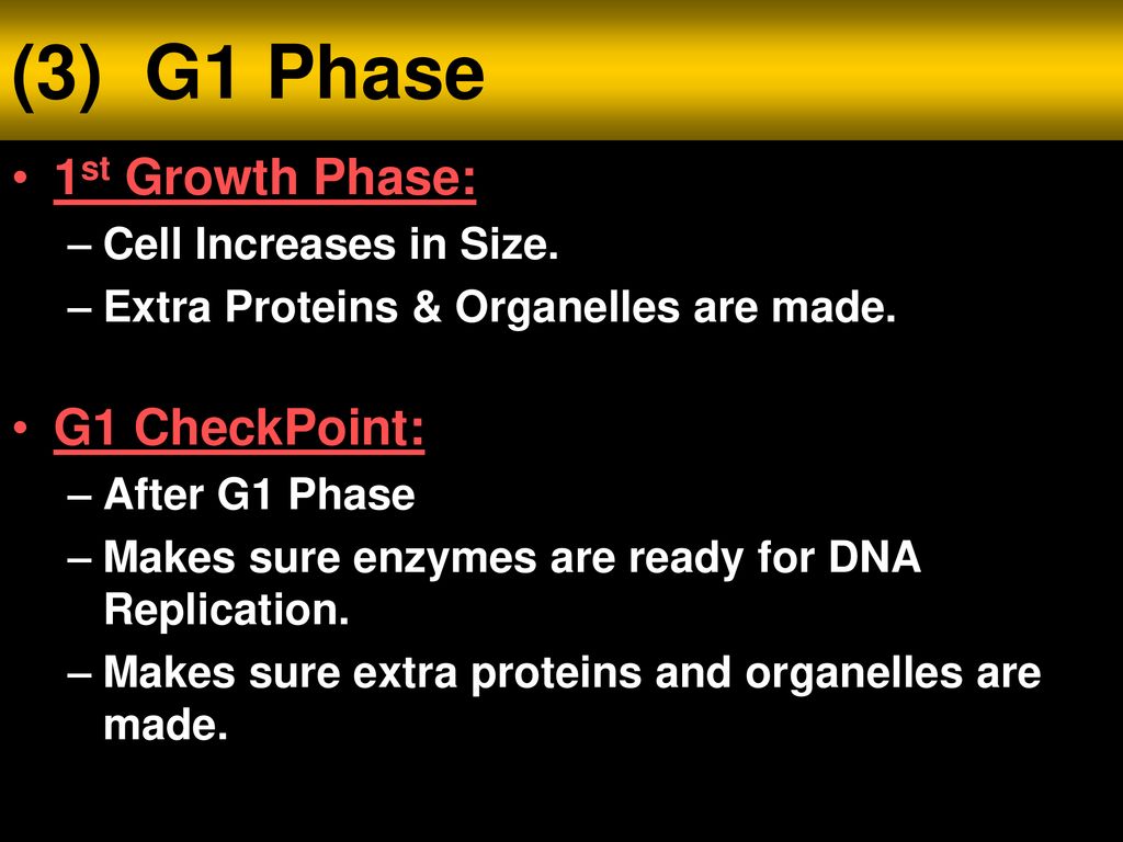 Unit 6 Notes: The Cell Cycle Biology Diagrams