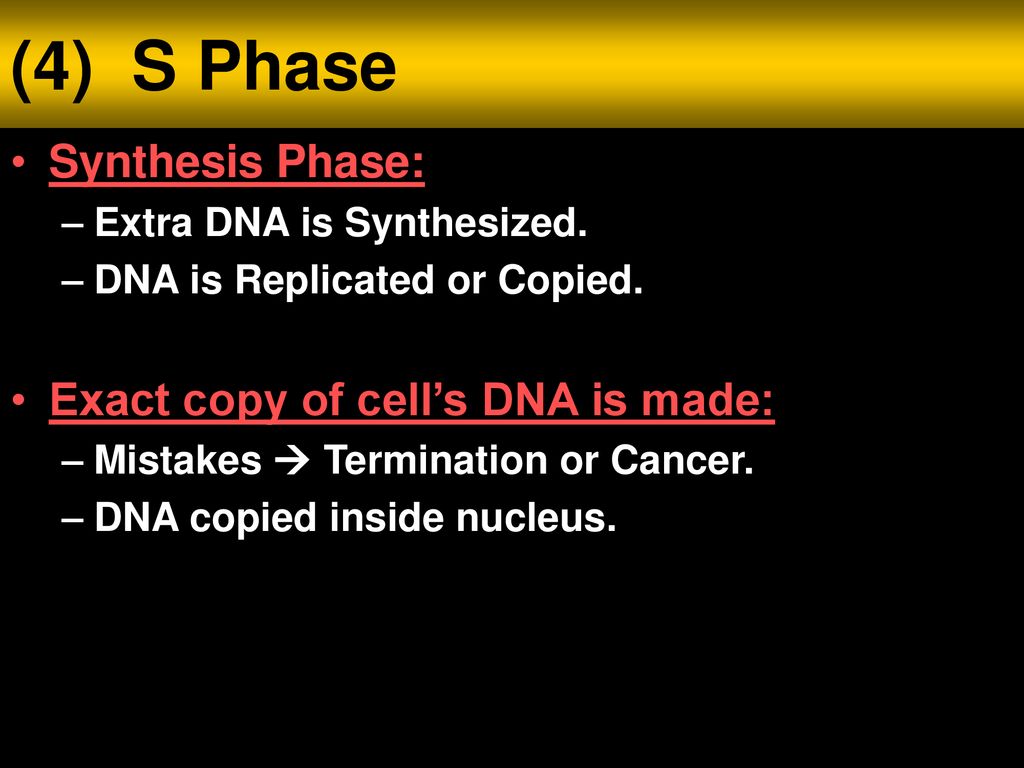 Unit 6 notes the cell cycle ppt download