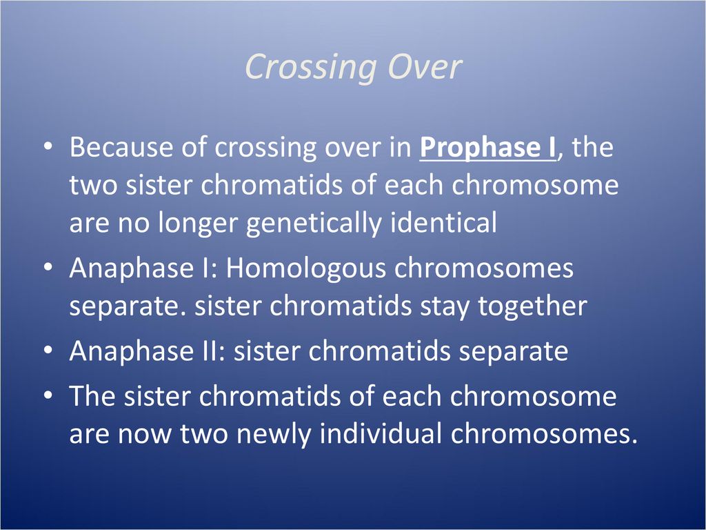 Meiosis AP Biology Ppt Download meiosis-ap-biology-ppt-download