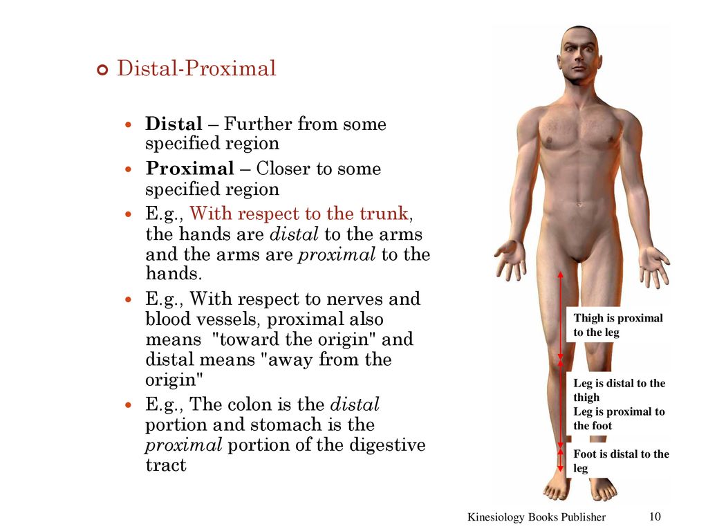 Human Anatomy Chapter 2 Kinesiology Books Publisher. - ppt download