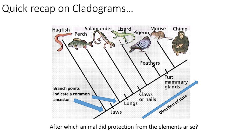 Happy Thursday Bio-Ninjas! - ppt download