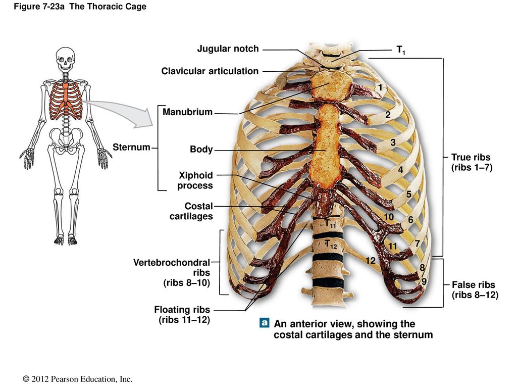 thoracic cage diagram labeled