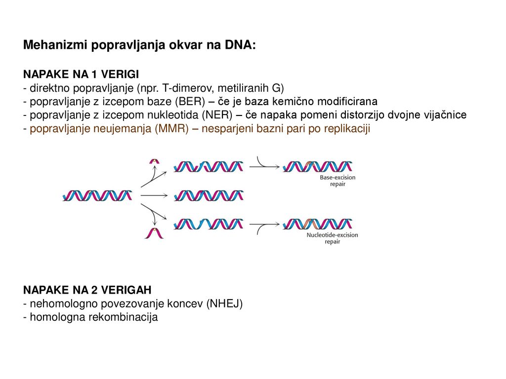 Rekombinacija in popravljanje DNA - ppt download