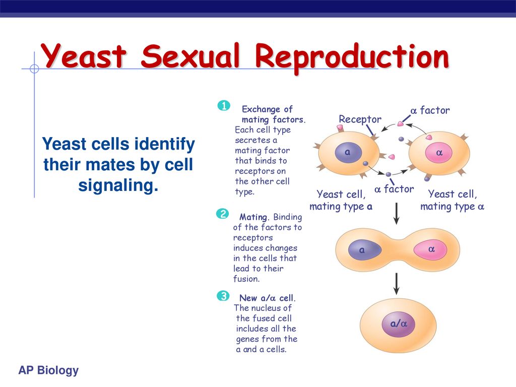 Биология тест половое размножение. Yeast Cell.