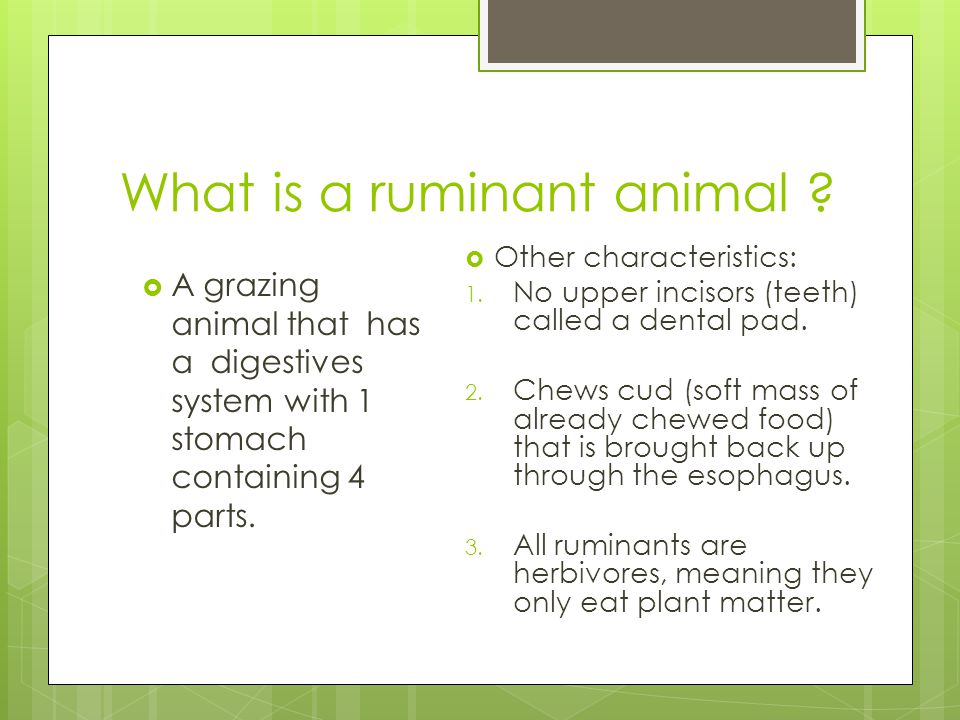 Ruminant Digestive System - ppt download