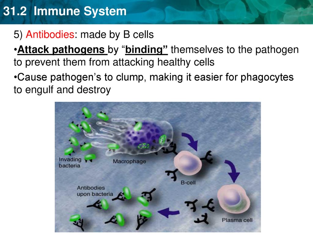 5) Antibodies: made by B cells