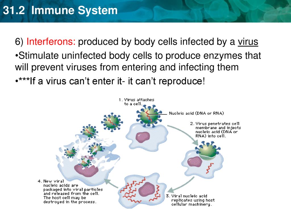 6) Interferons: produced by body cells infected by a virus