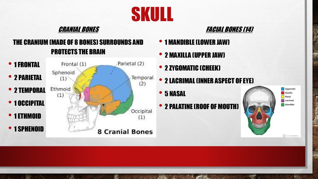 Skeletal System CS: ppt download Biology Diagrams