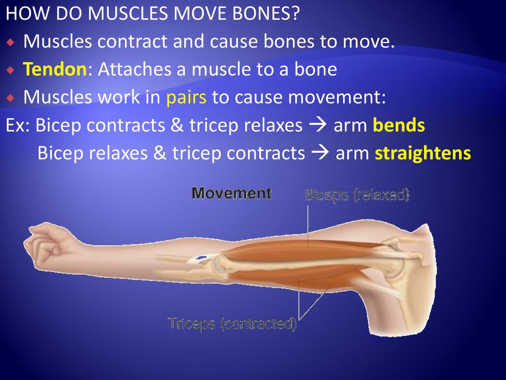 Systems of the Body. - ppt download