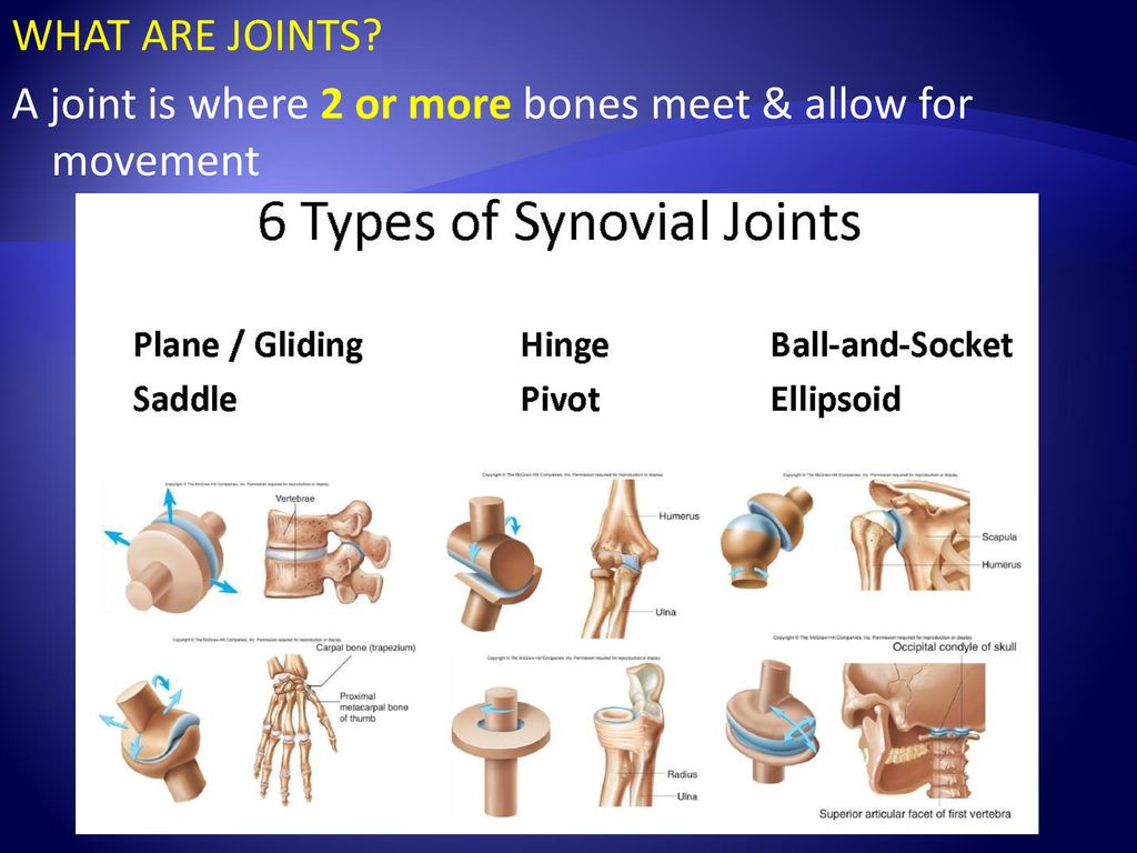 Systems of the Body ppt download