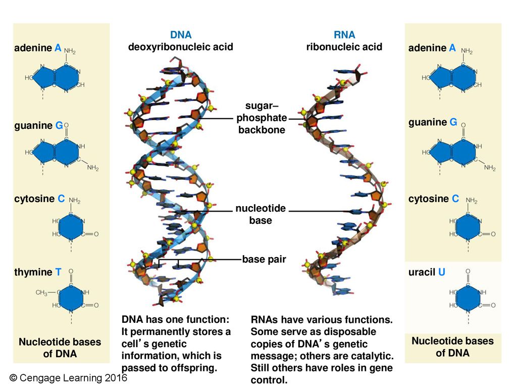 5 3 концы рнк и днк. Ribonucleic acid (RNA). Вирус полиомиелита РНК или ДНК. Аденин. Аденин РНК или ДНК.