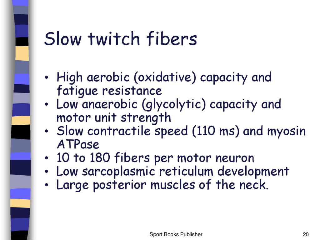 Slow twitch fibers High aerobic (oxidative) capacity and fatigue resistance. Low anaerobic (glycolytic) capacity and motor unit strength.